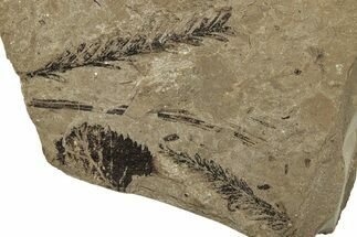 Conifer (Metasequoia) Fossil Plate - McAbee, BC #255550