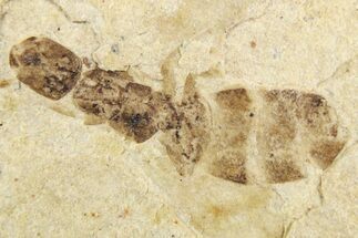 Detailed Fossil Ant (Formicidae) - Cereste, France #256060