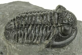 Detailed Gerastos Trilobite Fossil - Morocco #243788