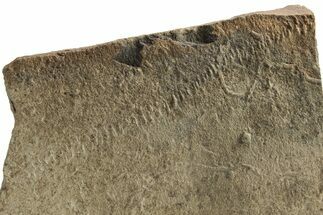 Cruziana (Fossil Trilobite Trackway) - Morocco #256839