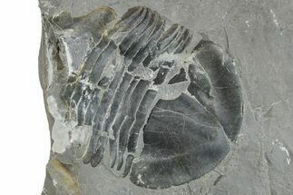 Partial Isoteloides Flexus Trilobite - Fillmore Formation, Utah #256967