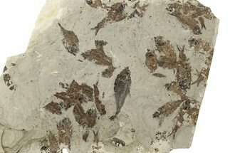 Fossil Fish (Knightia & Diplomystus) Mortality Plate - Wyoming #257198