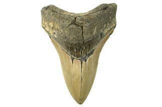 Fossil Megalodon Tooth - North Carolina #257962