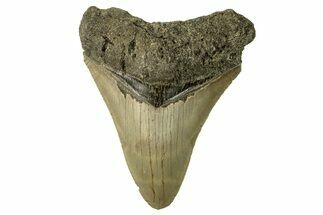Serrated, Fossil Megalodon Tooth - North Carolina #257965