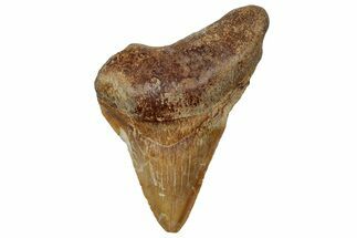 Serrated, Fossil Megalodon Tooth From Angola - Unusual Location #258610