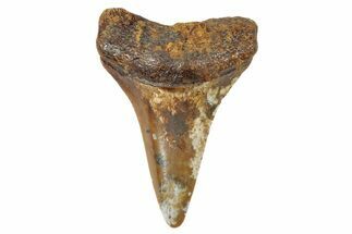 Fossil White Shark Tooth (Carcharodon) - Angola #259451