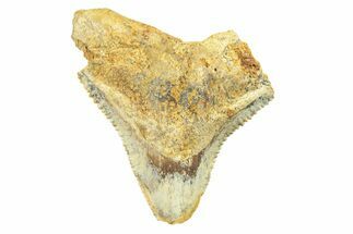 Fossil Bull Shark Tooth (Carcharhinus) - Unusual Location #259479