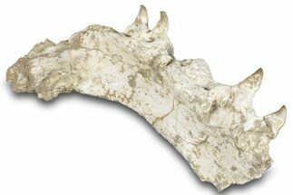Mosasaur (Halisaurus) Jaw Section with Four Teeth - Morocco #259670