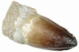 Large, Mosasaur (Prognathodon) Tooth - Morocco #259763