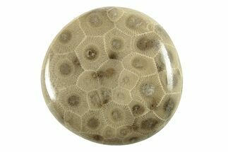 Polished Petoskey Stone (Fossil Coral) - Michigan #260085