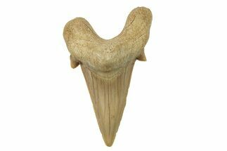 Fossil Shark Tooth (Otodus) - Morocco #259902