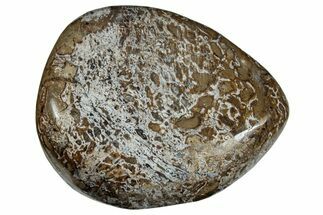Polished Dinosaur Bone (Gembone) - Morocco #260634