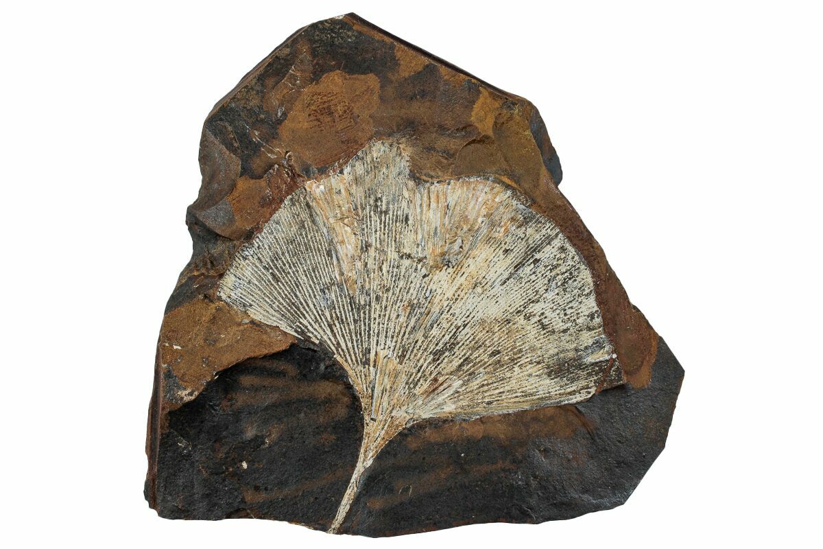 Fossil Ginkgo Leaf From North Dakota Paleocene For