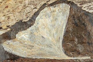 Fossil Ginkgo Leaf From North Dakota - Paleocene #262676