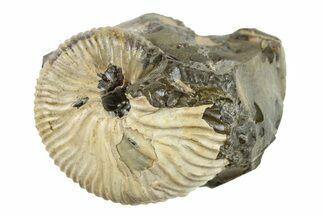 Cretaceous Hoploscaphites Ammonite Fossil - Montana #262728