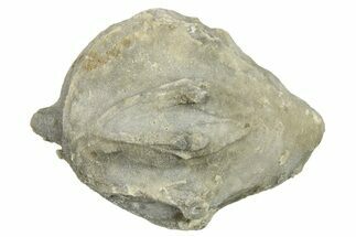 Silurian Crinoid (Siphonocrinus) Fossil - Wisconsin #262620