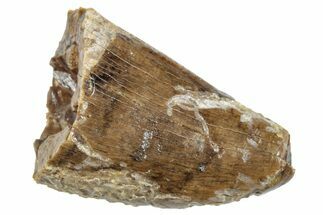 Tyrannosaur (Nanotyrannus?) Tooth Tip - Montana #263357