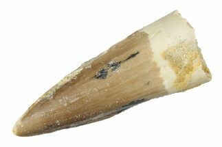 Juvenile Fossil Spinosaurus Tooth - Real Dinosaur Tooth #264814