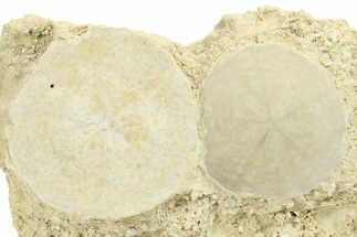 Two Fossil Sand Dollars (Scutella) - France #264721