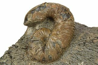 Cretaceous Fossil Heteromorph (Scaphites) Ammonite - Utah #266727