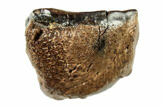 Fossil Dinosaur (Triceratops) Shed Teeth - Lance (Creek) Formation #267081