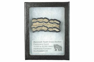 Mammoth Molar Slice with Case - South Carolina #266397