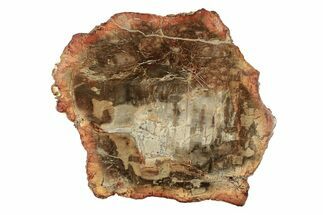 Beautiful, Petrified Wood (Araucaria) Slab - Madagascar #266748