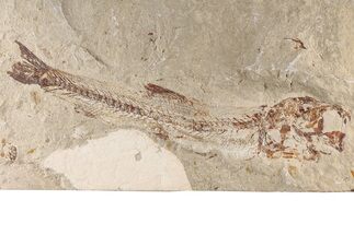 Uncommon Cretaceous Fossil Fish (Charitosomus) - Lebanon #200281