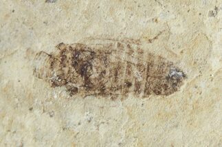 Detailed Fossil Leafhopper (Homoptera) - France #267669