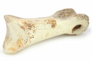 Theropod (Struthiomimus?) Toe Bone - Montana #268531