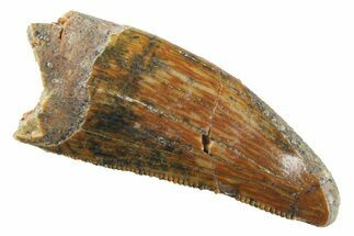 Serrated, Theropod (Deltadromeus?) Pre-Max Tooth - Morocco #268839