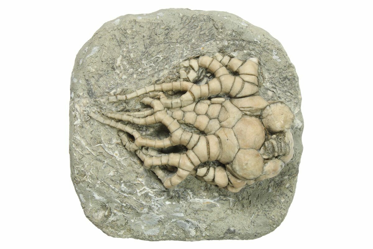 Fossil Crinoid Cyathocrinites Crawfordsville Indiana