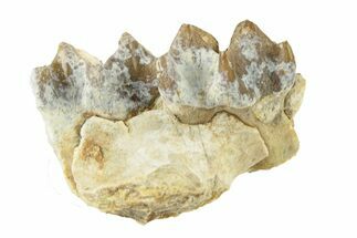 Oreodont (Merycoidodon) Jaw Section - South Dakota #268789