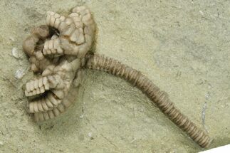 Partial Crinoid (Agaricocrinus) Fossil - Crawfordsville, Indiana #269727