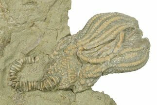 Fossil Crinoid (Platycrinites) - Indiana #269884