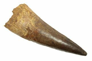 Real Fossil Spinosaurus Tooth - Composite Tooth #268877