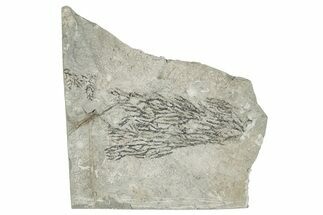 Silurian Bryozoan Fossil Plate - New York #270005