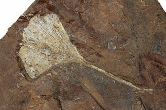 Paleocene Fossil Ginkgo Leaf - North Dakota #270176
