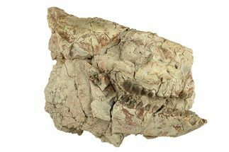 Bargain, Fossil Oreodont (Merycoidodon) Skull - South Dakota #270129