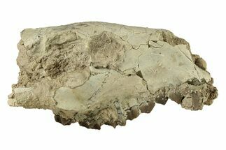 Partial Oreodont (Merycoidodon) Upper Skull - South Dakota #270136