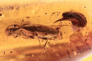 Fossil Click Beetle & Tumbling Flower Beetle in Baltic Amber #270605