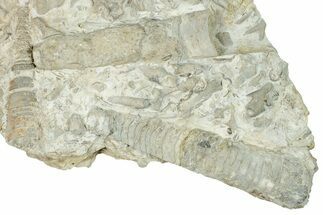 Ordovician Cephalopod & Bryozoans Fossil Plate - Ohio #270353
