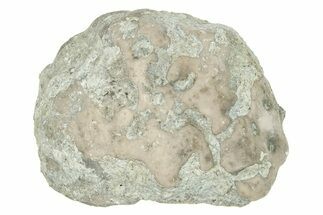 Ordovician Chaetetid Sponge (Solenopora) Fossil - Kentucky #270357
