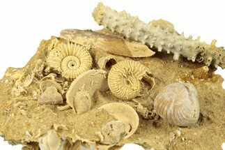 Miniature Fossil Cluster (Ammonites, Urchin) - France #270789
