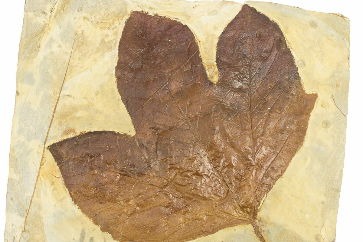 9 1 Fossil Sycamore Leaf Macginitiea Montana 271047 For Sale