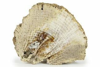 Agatized Fossil Coral - Florida #271612
