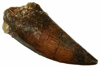 Large, Raptor Tooth - Real Dinosaur Tooth #269114