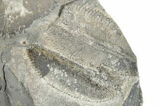 Ordovician Graptolite (Phyllograptus) Fossils - Utah #271684