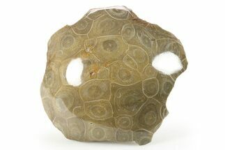 Polished Fossil Coral (Actinocyathus) Head - Morocco #271825