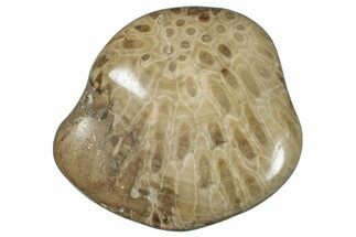 Large, Polished Petoskey Stone (Fossil Coral) - Michigan #271881